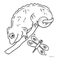 Chameleon and dragonfly coloring page