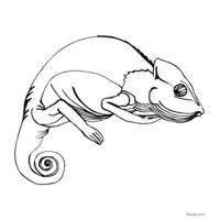 realistic chameleon coloring page