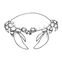 Crab coloring N°18