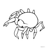 Sea spider