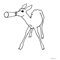 superb doe drawing to color