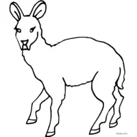 doe for free coloring