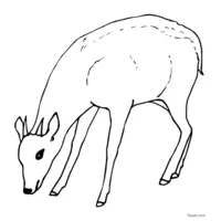 free printable doe coloring