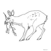 free doe coloring to print