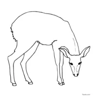 doe coloring for printing