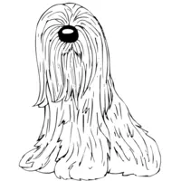 very long-haired dog