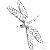 Dragonfly drawing to color