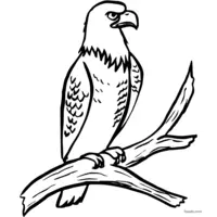 Coloring: Observant eagle on a branch