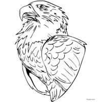 Coloring: Focused eagle head