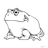 toad