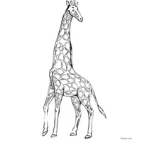 Simple giraffe drawing to color