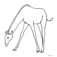 Giraffe drawing outline for coloring