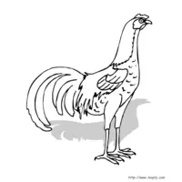 A tall rooster