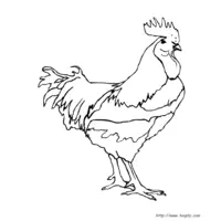 Hen to print and color