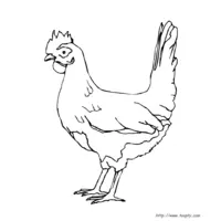 A hen to color