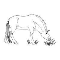 grazing horse