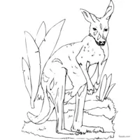 black and white kangaroo to print