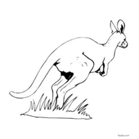 kangaroo sketch to color