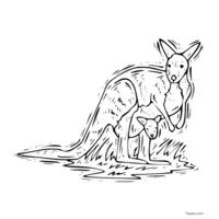 kangaroo sketch to color