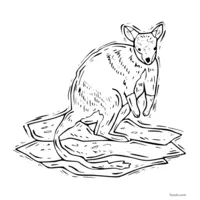 kangaroo outline for coloring