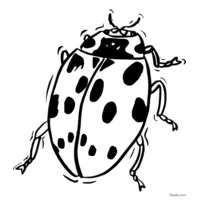 Yellow and black ladybug coloring page