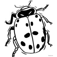 Ladybug coloring page