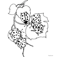 Group of ladybugs coloring page