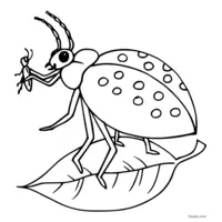 Ladybug eating an aphid coloring page