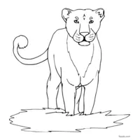 black and white lion drawing to color