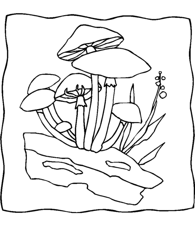 mushroom Page 1