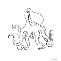 Funny-looking octopus