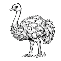 Ostrich Standing with Detailed Feathers | Toupty.com