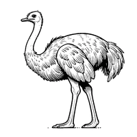 Ostrich with a Long Neck and Slim Legs | Toupty.com