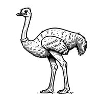 Simplified Ostrich with a Long Neck and Small Legs | Toupty.com