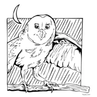 black and white owl coloring page