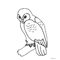 GIF owl free to color