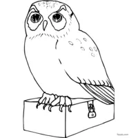 owl printable coloring