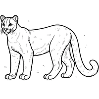 Coloring of an adult puma | Toupty.com