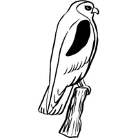 Printable hawk coloring page