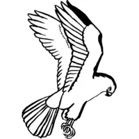 Printable bird of prey coloring page