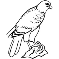 Printable bird of prey illustration