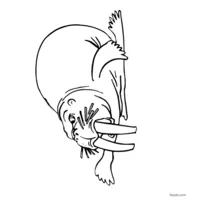 Walrus coloring page