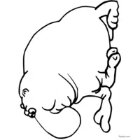 Elephant seal coloring page