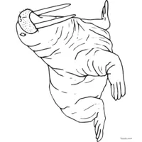 Walrus with big tusks drawing coloring page