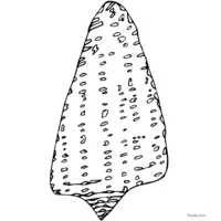 Seashell drawing to print and color