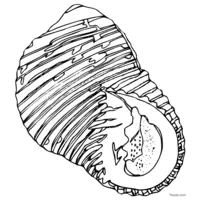 Printable seashell coloring page