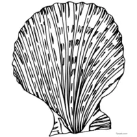 Seashell coloring page