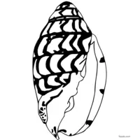 Seashell to color printable