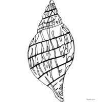 Seashell drawing to print and color