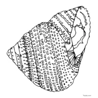 Seashell illustration for coloring